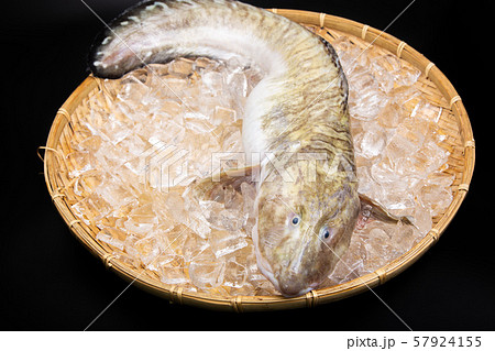 タナカゲンゲ 魚 タナカゲンゲ 魚 57924155
