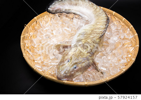 タナカゲンゲ 魚 タナカゲンゲ 魚 57924157