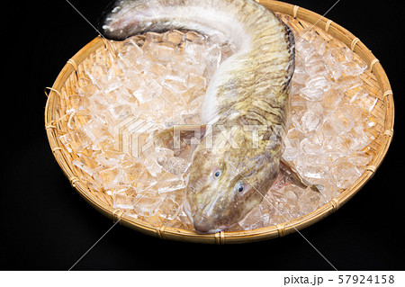 タナカゲンゲ 魚 タナカゲンゲ 魚 57924158