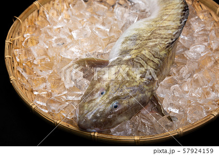 タナカゲンゲ　魚 57924159