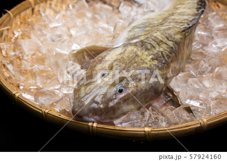 タナカゲンゲ 魚 タナカゲンゲ 魚 57924160