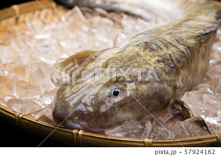タナカゲンゲ 魚 タナカゲンゲ 魚 57924162