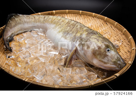 タナカゲンゲ 魚 タナカゲンゲ 魚 57924166