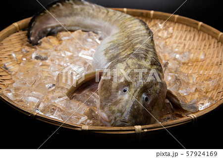 タナカゲンゲ 魚 タナカゲンゲ 魚 57924169