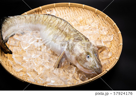 タナカゲンゲ 魚の写真素材