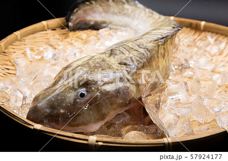 タナカゲンゲ　魚 57924177