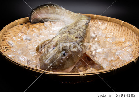 タナカゲンゲ　魚 57924185