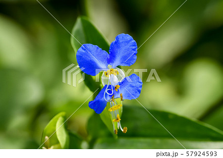 ツユクサ ツユクサ 57924593