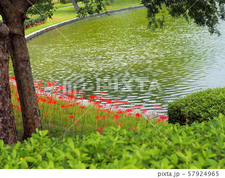 水辺に咲いた彼岸花の綺麗な公園の風景 水辺に咲いた彼岸花の綺麗な公園の風景 57924965