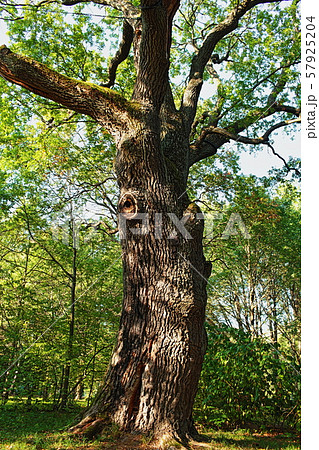 centenarian oak tree low angle view 57925204