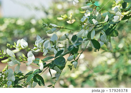 白いハギの花 白いハギの花 57926378