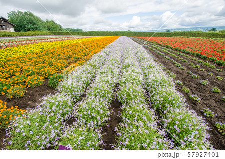 北海道 富良野の花畑 北海道 富良野の花畑 57927401