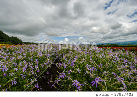 北海道 富良野の花畑 北海道 富良野の花畑 57927402