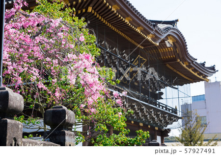 成田山新勝寺 しだれ桜と総門 （千葉県成田市） 2019年4月 57927491