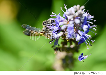 ヒメハラナガツチバチ ヒメハラナガツチバチ 57927852
