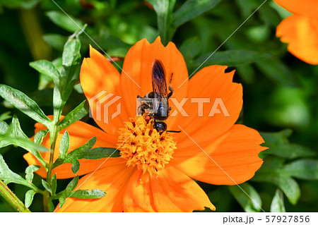 ヒメハラナガツチバチ 57927856