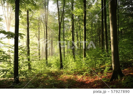 Misty beech forest during sunrise, early autumn 57927890