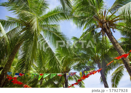Palm trees with international flags and blue sky Palm trees with international flags and blue sky 57927928