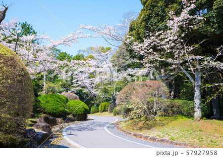 成田山公園 春 桜 （千葉県成田市） 2019年4月 57927958