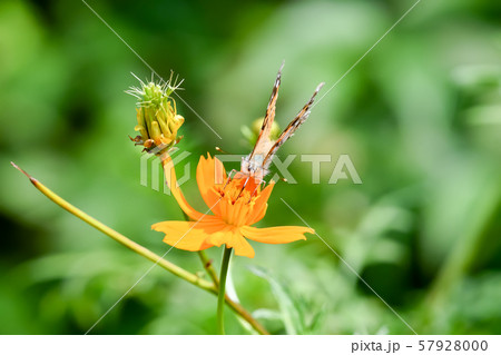 ヒメアカタテハ 57928000