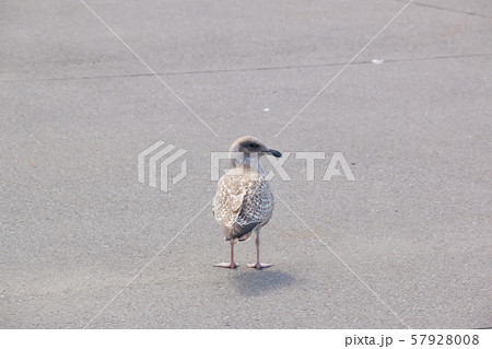 かもめ 鳥 動物 鳥類 野鳥 小樽 かもめ 鳥 動物 鳥類 野鳥 小樽 57928008