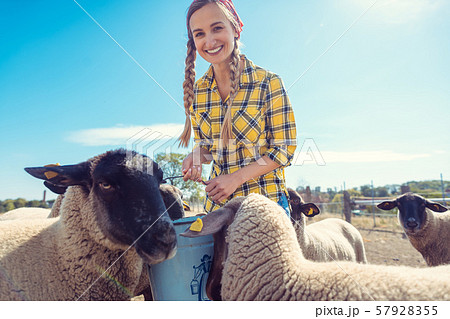 Farmer feeding her sheep on the farm Farmer feeding her sheep on the farm 57928355