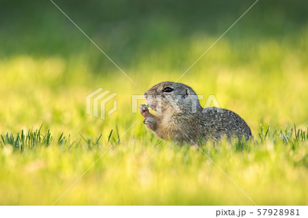 European ground squirrel feeding with herb on green meadow at sunrise European ground squirrel feeding with herb on green meadow at sunrise 57928981