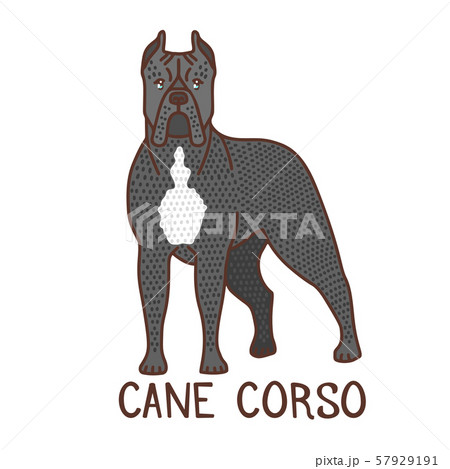 Isolated Cane Corso in Hand Drawn Doodle Style Isolated Cane Corso in Hand Drawn Doodle Style 57929191