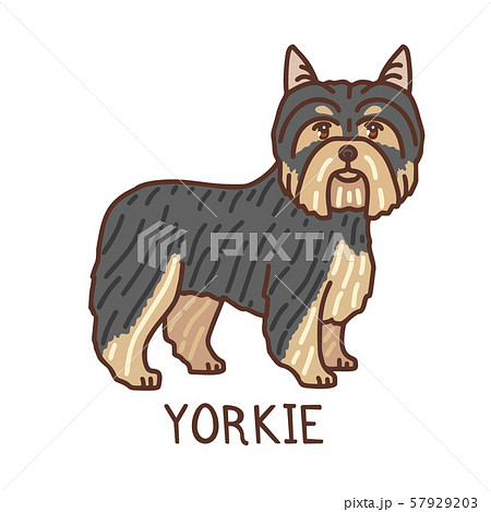 Isolated Yorkshire Terrier In Hand Drawn Doodle のイラスト素材