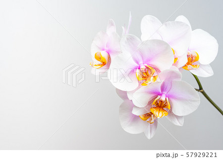 Pink orchid flowers on light background. Copy Pink orchid flowers on light background. Copy 57929221