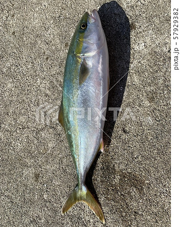 Yellowtail fish  57929382