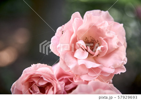 view of a small spider on a rose view of a small spider on a rose 57929693