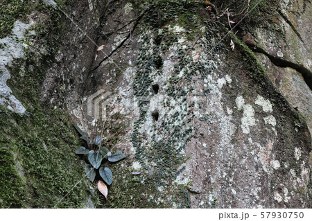 掛橋坂 岩肌に残る矢穴 掛橋坂 岩肌に残る矢穴 57930750