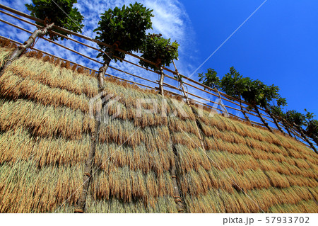 稲の天日干し 57933702