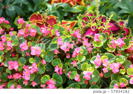 ベゴニアの花 57934182