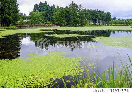 水草とお松の池 57934371