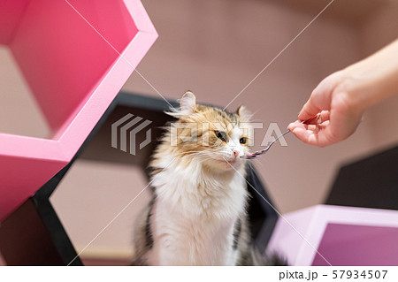 猫カフェ おやつタイムの写真素材