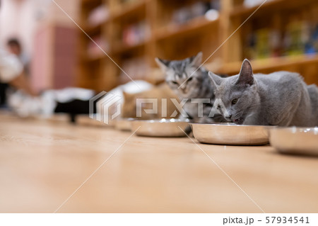 猫カフェ みんなでお食事タイムの写真素材