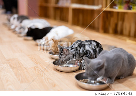 猫カフェ　みんなでお食事タイム 57934542