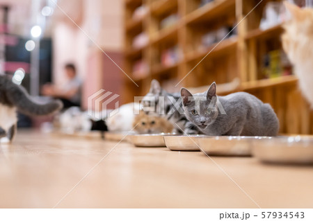 猫カフェ みんなでお食事タイムの写真素材