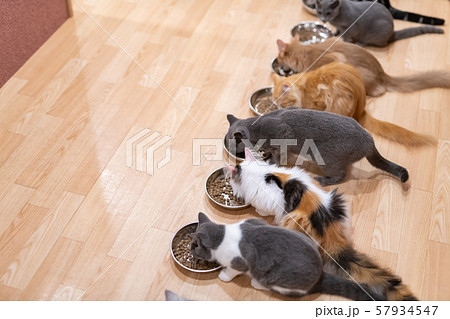 猫カフェ みんなでお食事タイムの写真素材