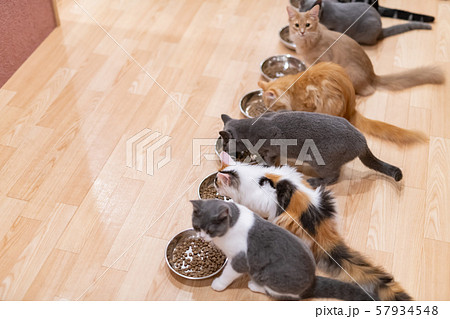 猫カフェ みんなでお食事タイムの写真素材