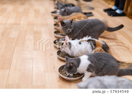 猫カフェ みんなでお食事タイムの写真素材