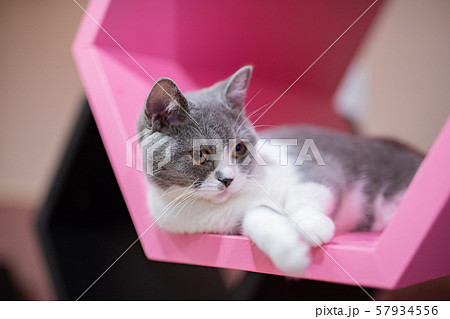 さまざまな表情を見せる猫たち 57934556