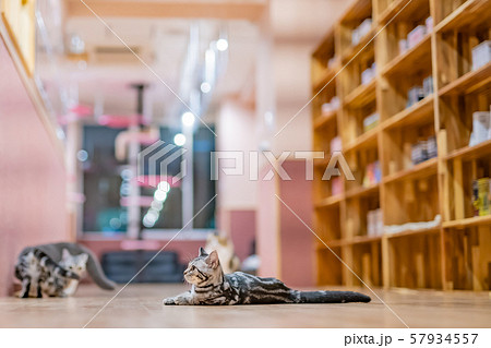 さまざまな表情を見せる猫たち 57934557