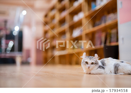 さまざまな表情を見せる猫たち さまざまな表情を見せる猫たち 57934558