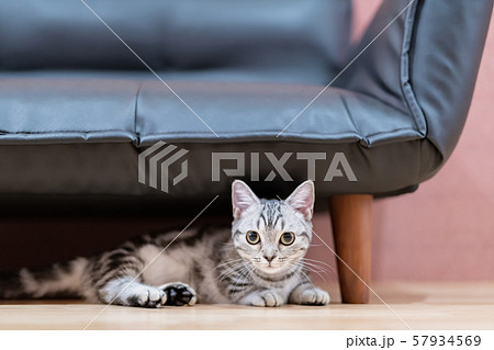 さまざまな表情を見せる猫たち 57934569