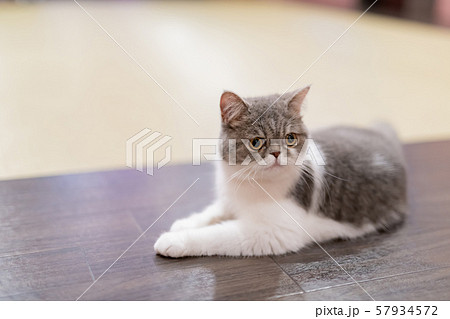 さまざまな表情を見せる猫たち 57934572