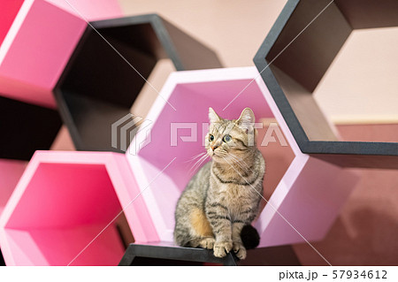 さまざまな表情を見せる猫たち 57934612