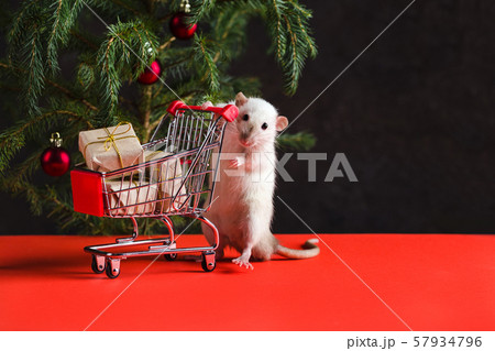 Happy New Year 2020. Christmas composition with a real rat, symbol of the year. A rat near a Happy New Year 2020. Christmas composition with a real rat, symbol of the year. A rat near a 57934796